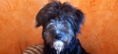 Unser Hund Sam